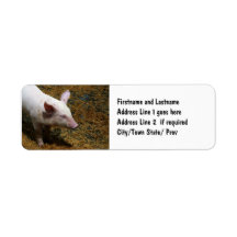 Baby Piglet Photograph for Pig Farmers Custom Return Address Label