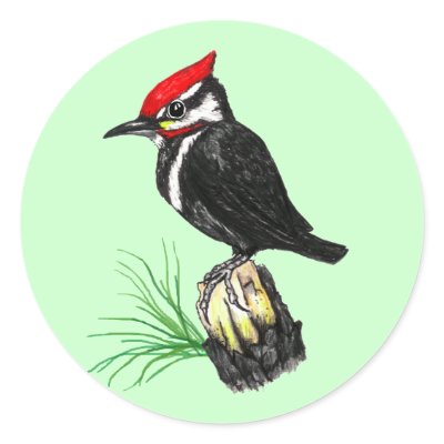 Baby Pileated Woodpecker Stickers by natures_edge