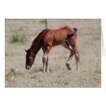 Baby Quarterhorse #2 Cards