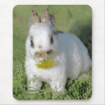 Baby Rabbit Eating Flower Mousepads