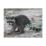 Baby Raccoon Postcard