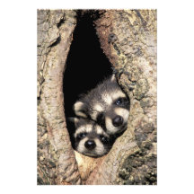 Baby raccoons in tree cavity Procyon Art Photo