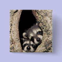 Baby raccoons in tree cavity Procyon buttons