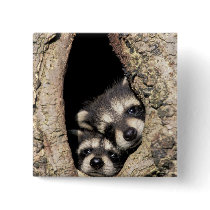 Baby raccoons in tree cavity Procyon Pin