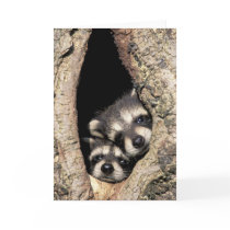 Baby raccoons in tree cavity Procyon Greeting Cards