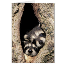 Baby raccoons in tree cavity Procyon Greeting Cards
