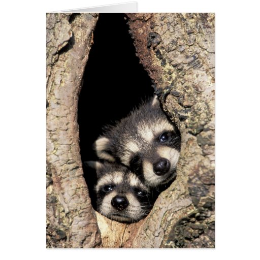 Baby raccoons in tree cavity Procyon Greeting Cards
