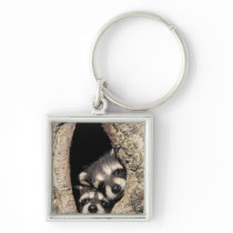 Baby raccoons in tree cavity Procyon Keychain
