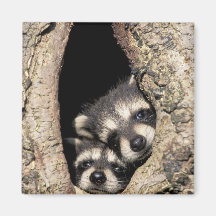 Baby raccoons in tree cavity Procyon Refrigerator Magnet