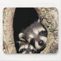 Baby raccoons in tree cavity Procyon Mouse Pads
