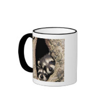 Baby raccoons in tree cavity Procyon Mugs