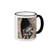 Baby raccoons in tree cavity Procyon Mugs