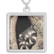 Baby raccoons in tree cavity Procyon Necklaces