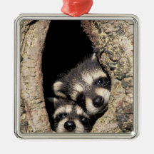 Baby raccoons in tree cavity Procyon Christmas Tree Ornament