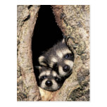 Baby raccoons in tree cavity Procyon Post Cards
