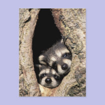 Baby raccoons in tree cavity Procyon postcards