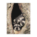 Baby raccoons in tree cavity Procyon Post Cards