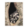Baby raccoons in tree cavity Procyon Post Cards