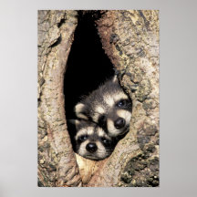 Baby raccoons in tree cavity Procyon Print