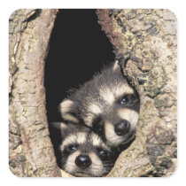 Baby raccoons in tree cavity Procyon Square Stickers