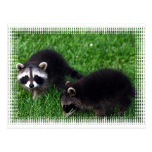 Baby Raccoons Postcard