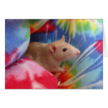 Baby Rat Cards