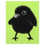Baby raven flyers