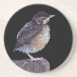 baby robin beverage coaster
