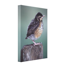 baby robin canvas prints
