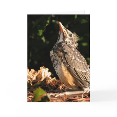 Baby Robin Card by KiraDott