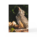 Baby Robin cards