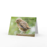 Baby Robin Greetings Card