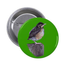 Baby Robin Pin