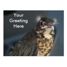 Baby Robin Post Card