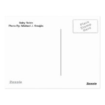 Baby Robin Post Card