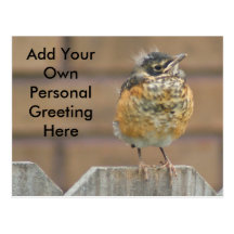 Baby Robin Post Card