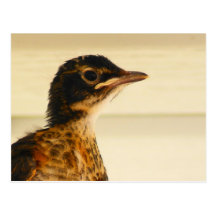 Baby Robin Post Cards