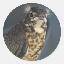 Baby Robin Sticker