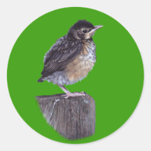 Baby Robin Sticker