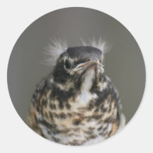Baby Robin Stickers