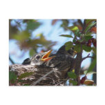 Baby Robins in the nest Postcard