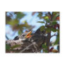 Baby Robins in the nest Postcard
