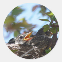 Baby Robins in the nest Sticker