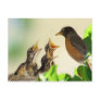 Baby Robins Postcard