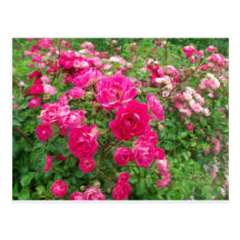 Baby Roses Postcard