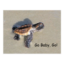 Baby Sea Turtle, Just Hatched Post Card