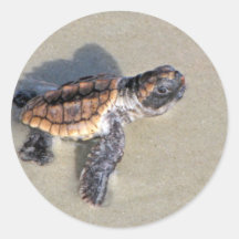 Baby Sea Turtle, Just Hatched Round Sticker