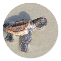 Baby Sea Turtle, Just Hatched Round Sticker