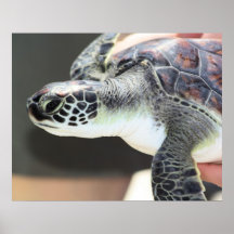 Baby Sea Turtle Posters