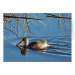 Baby Shovelor Duck Card